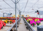 DSC_8685-Pano